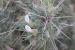 Astragalus spinosus ---EM---(Forssk.) Muschl