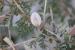 Astragalus spinosus ---EM---(Forssk.) Muschl