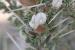 Astragalus spinosus ---EM---(Forssk.) Muschl
