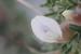 Astragalus spinosus ---EM---(Forssk.) Muschl