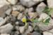 Medicago laciniata ---EM---(L) Mill