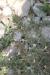Astragalus spinosus ---EM---(Forssk.) Muschl