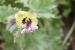 Hyoscyamus aureus ---EM---L.