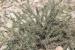 Astragalus spinosus ---EM---(Forssk.) Muschl