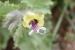 Hyoscyamus aureus ---EM---L.
