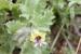 Hyoscyamus aureus ---EM---L.