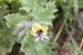 Hyoscyamus aureus ---EM---L.
