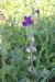 Salvia viridis---EM---L. 