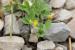 Lotus peregrinus ---EM---L. 