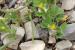 Lotus peregrinus ---EM---L. 