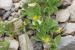 Lotus peregrinus ---EM---L. 