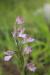 Orchis papilionacea ---EM---Pink Butterfly Orchid