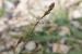 Asphodelus tenuifolius ---EM---Cav.