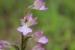 Orchis papilionacea ---EM---Pink Butterfly Orchid