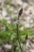 Asphodelus tenuifolius ---EM---Cav.