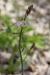 Asphodelus tenuifolius ---EM---Cav.