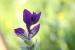 Salvia viridis---EM---L. 