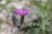 Crupina intermedia---EM---(Mutel) Walp.