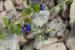 Anagallis arvensis ---EM---L.