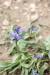 Hyacinthella nervosa ---EM---(Bertol.) Chouard