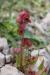 Rumex cyprius ---EM---Murb.