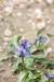Hyacinthella nervosa ---EM---(Bertol.) Chouard