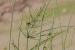 Ephedra ciliata ---EM---Fisch. & C.A.Mey 