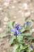 Hyacinthella nervosa ---EM---(Bertol.) Chouard