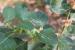 Withania somnifera ---EM---(L.) Dunal