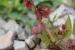 Rumex cyprius ---EM---Murb.