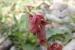 Rumex cyprius ---EM---Murb.