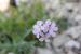Erucaria rostrata---EM--- (Boiss.) Greuter & Burdet