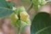 Withania somnifera ---EM---(L.) Dunal