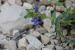Anagallis arvensis ---EM---L.
