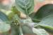 Withania somnifera ---EM---(L.) Dunal