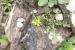 Gagea reticulata ---EM---(Pall.) Schult. & Schult.f. 