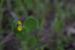 Coronilla scorpioides ---EM---(L.) Koch
