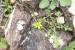 Gagea reticulata ---EM---(Pall.) Schult. & Schult.f. 