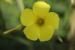 Oxalis pes-caprae---EM---L.
