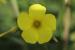 Oxalis pes-caprae---EM---L.