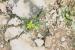 Gagea reticulata ---EM---(Pall.) Schult. & Schult.f. 