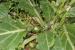 Mandragora autumnalis---EM---Bertol. 