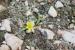 Gagea reticulata ---EM---(Pall.) Schult. & Schult.f. 