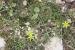 Gagea reticulata ---EM---(Pall.) Schult. & Schult.f. 