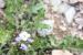 Maresia pygmaea ---EM---(Delile) O.E.Schulz