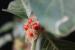 Withania somnifera ---EM---(L.) Dunal