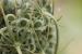 Tordylium trachycarpum ---EM---(Boiss.) Al-Eisawi & Jury