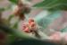 Withania somnifera ---EM---(L.) Dunal