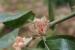 Withania somnifera ---EM---(L.) Dunal