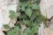 Solanum nigrum ---EM---L. 